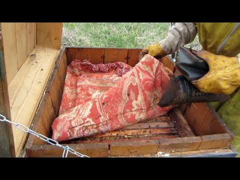 Пчеловодство . Как отстроили вощину аборигенные пчелы за неделю. Начало весеннего медосбора.