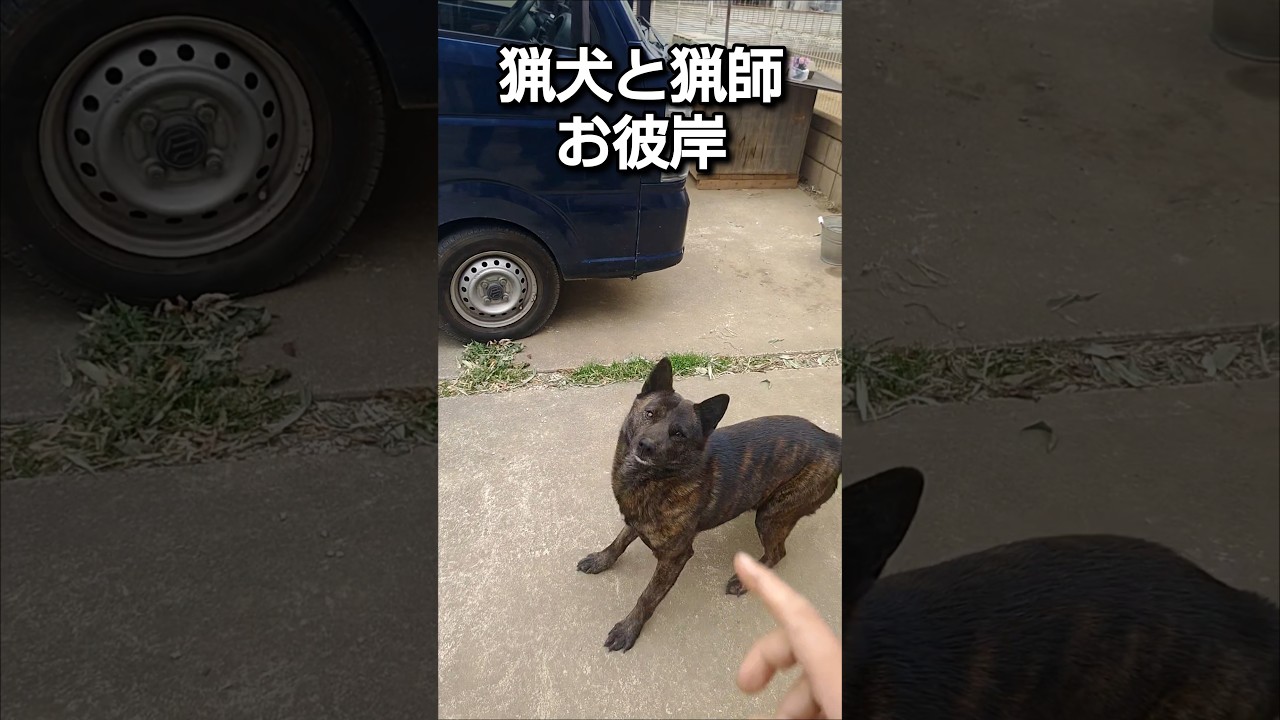 猟犬と猟師【お彼岸】 #犬のいる暮らし #犬動画 #犬 #犬のいる生活 #犬好きさんと繋がりたい