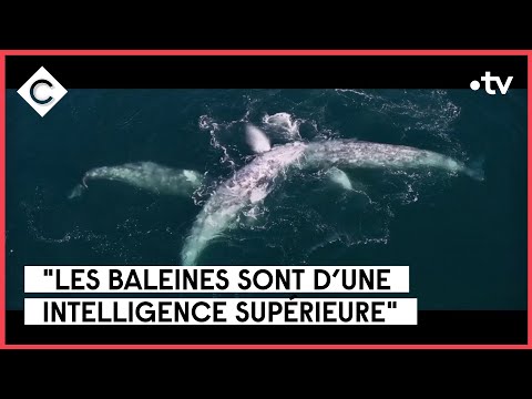 Les baleines, gardiennes de la planète ! - Jean-Albert Lièvre - C à Vous - 28/02/2023