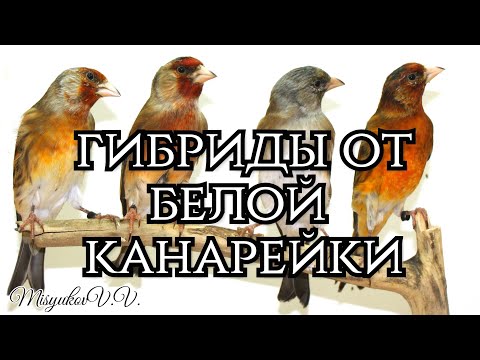 Гибриды щегла от белой канарейки