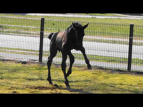 MAN IN BLACK von Millenium - De Niro - Sunlight xx