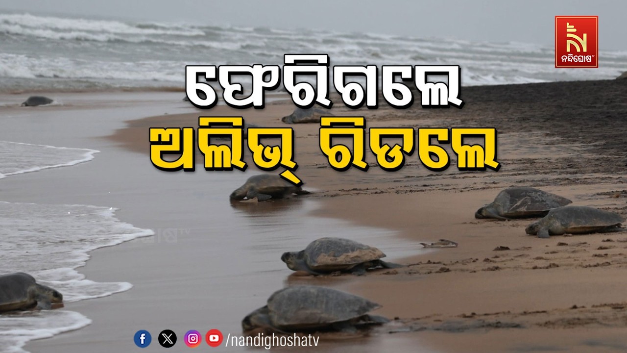 🔴 Live | ଫେରିଗଲେ ଅଲିଭ୍ ରିଡ଼ଲେ