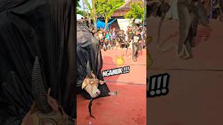 Download lagu bantenge turonggo laras ngamuk #bantengan #bantengmacan #barongankendal mp3 Download lagu bantenge turonggo laras ngamuk #bantengan #bantengmacan #barongankendal mp3