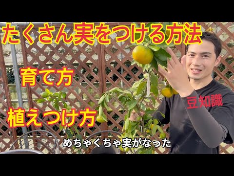 園芸 レモンイエローのハイビスカス