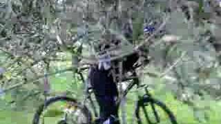 preview picture of video 'Xtreme down(hill)olive tree'