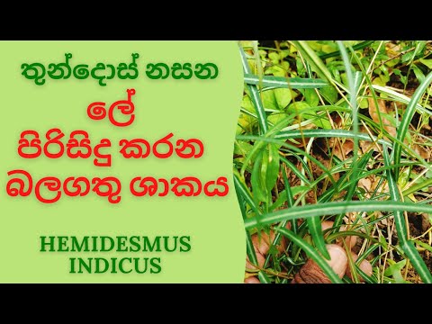 තුන්දොස් නසන ලේ පිරිසිදු කරන බලගතු ශාකය hela osu iramusu plants hemidesmus indicus benefits