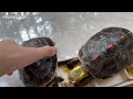 这么可爱的龟，拉屎为什么这么臭！！！