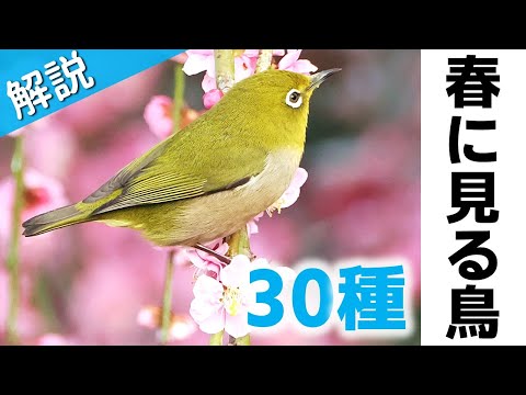 クリセート黄疸