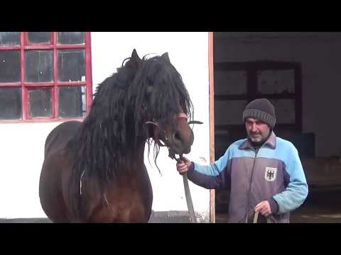 HERGHELIA BECLEAN - Jud. Bistrița-Năsăud - Defilarea lui VIN