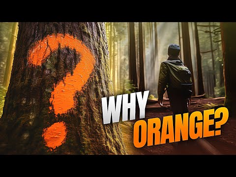 Part of a video titled The Meaning Behind The Orange Paint You Find On Trees - YouTube