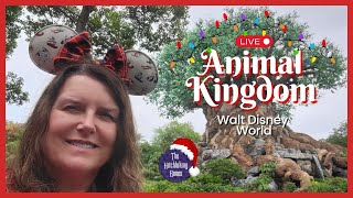 🔴Christmas at Animal Kingdom!