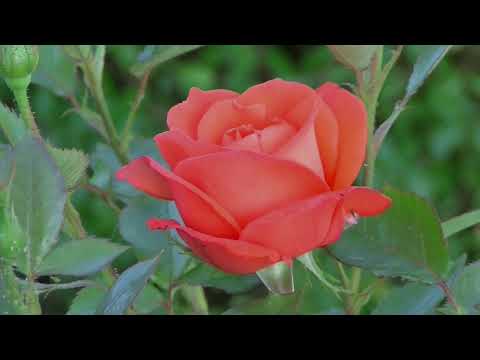 Flowers Blooming Timelapse | Blooming Flowers Satisfying Footage | Beautiful Flowers | Satisfaction