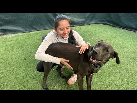 Klever Canine Academy video.