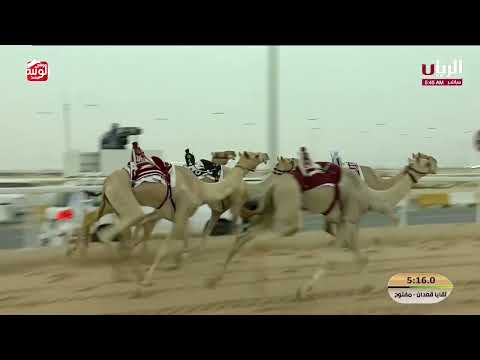 ش 2 (كفو) لـ هجن الرئاسة 7:27:63 ، مهرجان ختامي الشحانية 2026/04/23 لقايا