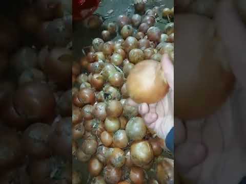 Морковь ОПТОМ Волгоград