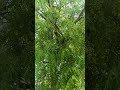 Bekadron Se Karke Pyar Shortvideo Minivolgs