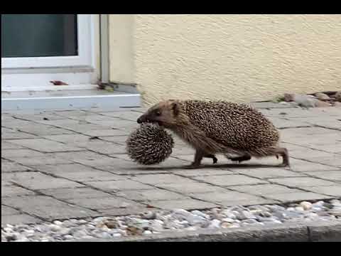 Igelmutter zügelt Jungtier