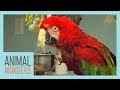Macaws What Where How