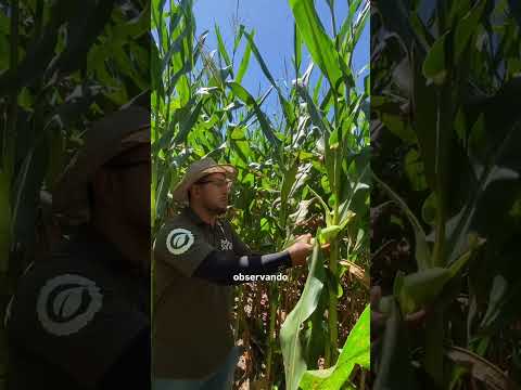 LAGARTA VS PRODUTIVIDADE | @rallydasafra