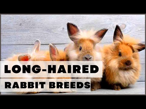 , title : 'Adorable Long Haired Rabbit Breeds'