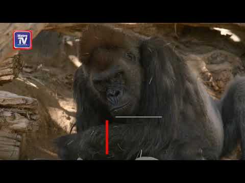 , title : 'Gorila di Zoo San Diego positif Covid-19'