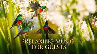 The Ultimate Dinner Party Background: 3 Hrs of Relaxing Nature & Beautiful Melodies | No Midroll Ads
