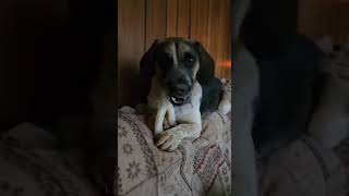 Video preview image #1 Beagle-Unknown Mix Puppy For Sale in Rustburg, VA, USA