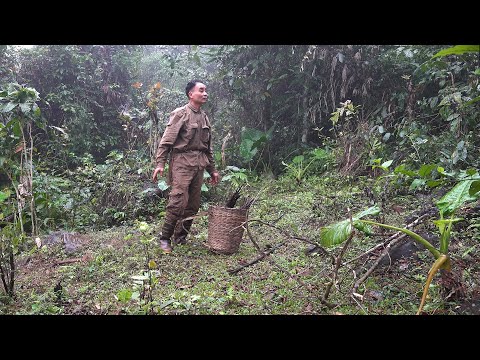 Searching for wild vegetables and domesticating them | LIVING OFF THE GRID | Episode 58