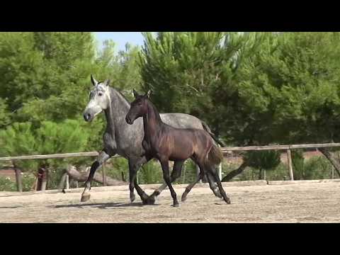 POETA DE SUSAETA'S OFFSPRING - 2019 - SPANISH HORSES