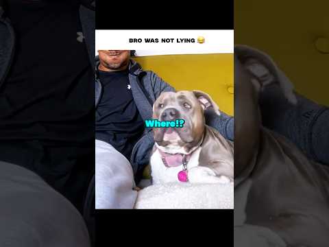 Dog ONLY Wakes up after hearing “CHICKEN” 👀🍗