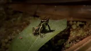 Download lagu SANG KoDoK eh eh eh SANG KoDoK ■《Adji 》☆LAGU ANAK INDONESIA TERPOPULER ☆ mp3