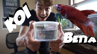 Getting a KOI BETTA FISH! by  Challenge the Wild
