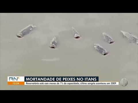 RNTV1 - 12/11/2025 - Com menos de 1% de água, açude Itans, em Caicó, registra mortandade de peixes.