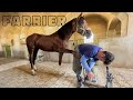 HOOF RESTORATION VERY SATISFYING FARRIER ASMR