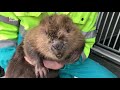 Bevers met longontsteking en eenden met bevroren pootjes: dierenambulance is druk [RTV Utrecht]
