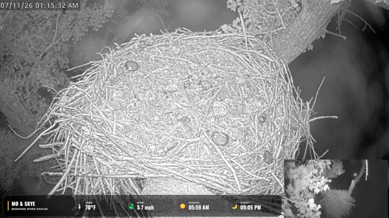 Live webcam view of Mo & Skye Bald Eagle Nest Cam