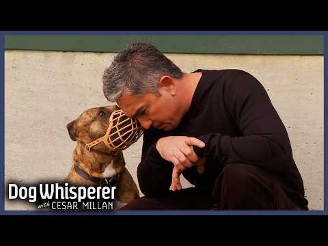 Abused Pit Bull Is Always On Red Alert | S4 Ep 19 | Dog Whisperer With Cesar Millan
