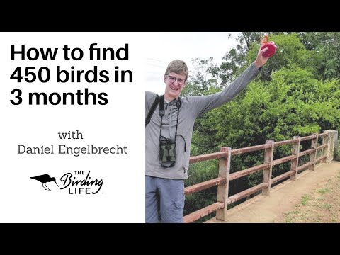 How did Daniel Engelbrecht win the Spring Fling Challenge? | The Birding Life