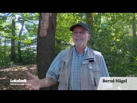 Holzklau im Eifgental