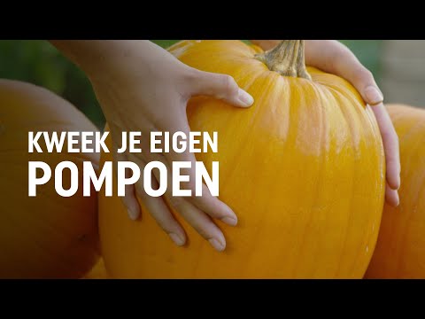 , title : 'Pompoen zaaien, kweken en oogsten | DIY video | Pokon: Groen doet je goed!'