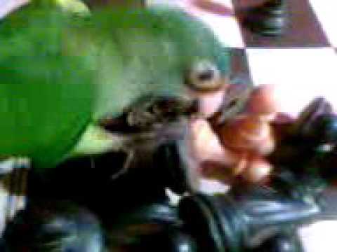 Cantaro - Te Extrañaremos Cri Cri Cri (14 de marzo de 2016) RIP