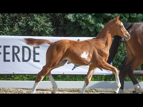 No. 61   Colt "Originell" by Davidas - Heraldik xx