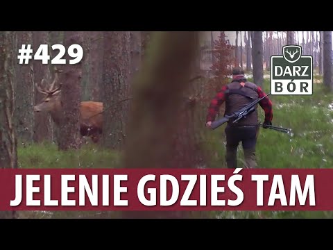Darz Bór odc. 429 Jelenie Gdzieś Tam