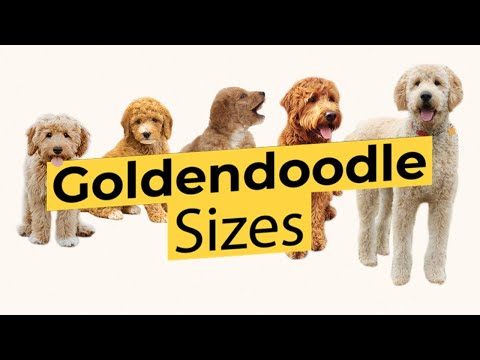 Which Goldendoodle Size? 🐶 Mini 🐶 Medium 🐶 Standard 🐶