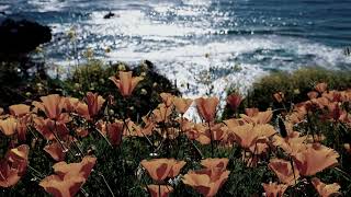 American Music Club ~ Why Won't You Stay