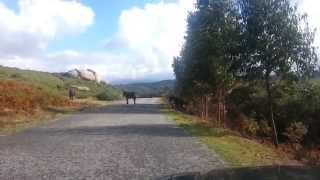 preview picture of video 'Wild Horses Gerês - Portugal'