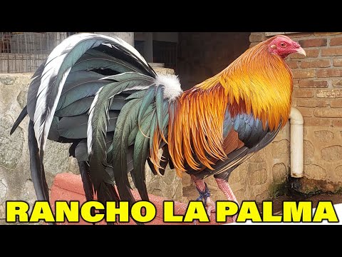 Kelso Sweater Asil RANCHO LA PALMA - Beautiful Birds