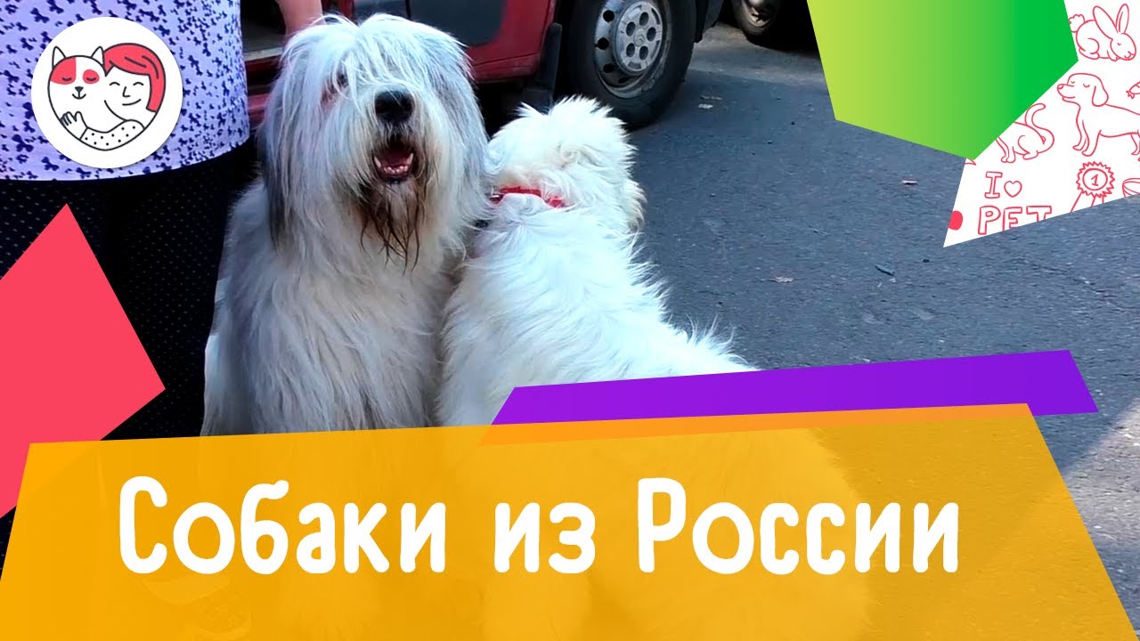 Породы собак, выведенные в России. Выпуск №1