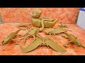 Roar Explore Protecting Bugs And Insects In The Jungle Creatures