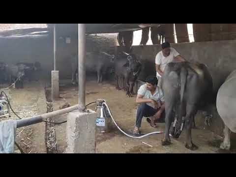 Milking Machine